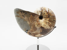 Load image into Gallery viewer, Ammonite | Madagascar