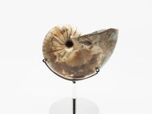 Load image into Gallery viewer, Ammonite | Madagascar
