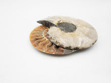 Load image into Gallery viewer, Ammonite Pair | Madagascar