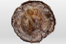 Load image into Gallery viewer, Fossil Spruce slice | Oregon, USA