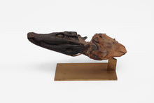 Load image into Gallery viewer, Diplocynodon  | Fossil Crocodile Skull | Geiseltal / Merseburg, Germany