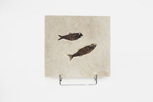 Load image into Gallery viewer, SOLD | A Fossil Plaque Displaying a Duo of Fish | USA