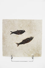 Load image into Gallery viewer, SOLD | A Fossil Plaque Displaying a Duo of Fish | USA