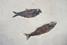 Load image into Gallery viewer, SOLD | A Fossil Plaque Displaying a Duo of Fish | USA