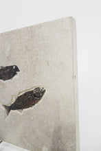 Load image into Gallery viewer, SOLD | A Fossil Plaque Displaying a Duo of Fish | USA