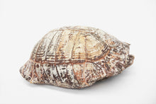 Load image into Gallery viewer, 'A' Grade Fossilised Stylemys Turtle Carapace | South Dakota, USA