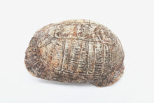 Load image into Gallery viewer, 'A' Grade Fossilised Stylemys Turtle Carapace | South Dakota, USA