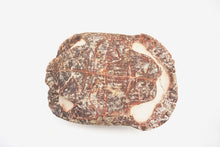 Load image into Gallery viewer, 'A' Grade Fossilised Stylemys Turtle Carapace | South Dakota, USA