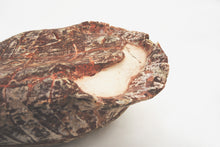Load image into Gallery viewer, 'A' Grade Fossilised Stylemys Turtle Carapace | South Dakota, USA