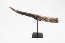 Load image into Gallery viewer, Mounted Baculite Fossil | South Dakota, USA