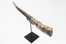 Load image into Gallery viewer, Mounted Baculite Fossil | South Dakota, USA