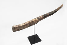 Load image into Gallery viewer, Mounted Baculite Fossil | South Dakota, USA