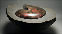 Load image into Gallery viewer, 'A' Grade Red Ruby Iridescent Ammonite 'Sphenodiscus' | South Dakota, USA