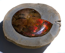 Load image into Gallery viewer, 'A' Grade Red Ruby Iridescent Ammonite 'Sphenodiscus' | South Dakota, USA
