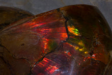 Load image into Gallery viewer, 'A' Grade Red Ruby Iridescent Ammonite 'Sphenodiscus' | South Dakota, USA