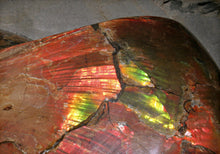 Load image into Gallery viewer, 'A' Grade Red Ruby Iridescent Ammonite 'Sphenodiscus' | South Dakota, USA