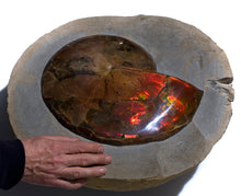 Load image into Gallery viewer, 'A' Grade Red Ruby Iridescent Ammonite 'Sphenodiscus' | South Dakota, USA
