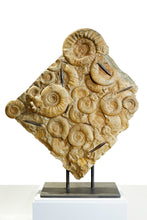 Load image into Gallery viewer, 'A' Grade | Seabed with Ammonites and Belemnites | Bavaria, Germany