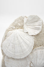 Load image into Gallery viewer, Fossilized Scallops | South of France