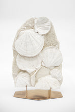 Load image into Gallery viewer, Fossilized Scallops | South of France
