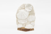 Load image into Gallery viewer, Fossilized Scallops | South of France