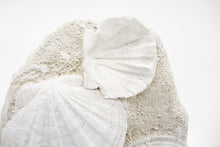 Load image into Gallery viewer, Fossilized Scallops | South of France