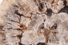 Load image into Gallery viewer, Petrified Wood Slice | Indonesia