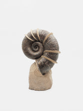 Load image into Gallery viewer, SOLD | A Large ‘Winged’ Ammonite | France