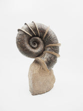Load image into Gallery viewer, SOLD | A Large ‘Winged’ Ammonite | France