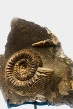 Load image into Gallery viewer, Mounted Ammonite & Belemnite | Lyme Regis, England