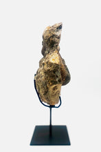 Load image into Gallery viewer, Mounted Ammonite & Belemnite | Lyme Regis, England