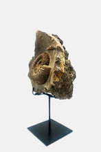 Load image into Gallery viewer, Mounted Ammonite & Belemnite | Lyme Regis, England
