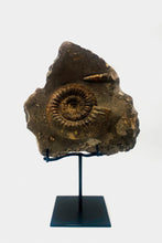 Load image into Gallery viewer, Mounted Ammonite & Belemnite | Lyme Regis, England