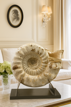 Load image into Gallery viewer, Large Ammonite | Madagascar
