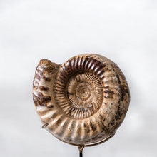 Load image into Gallery viewer, Ammonite | Madagascar
