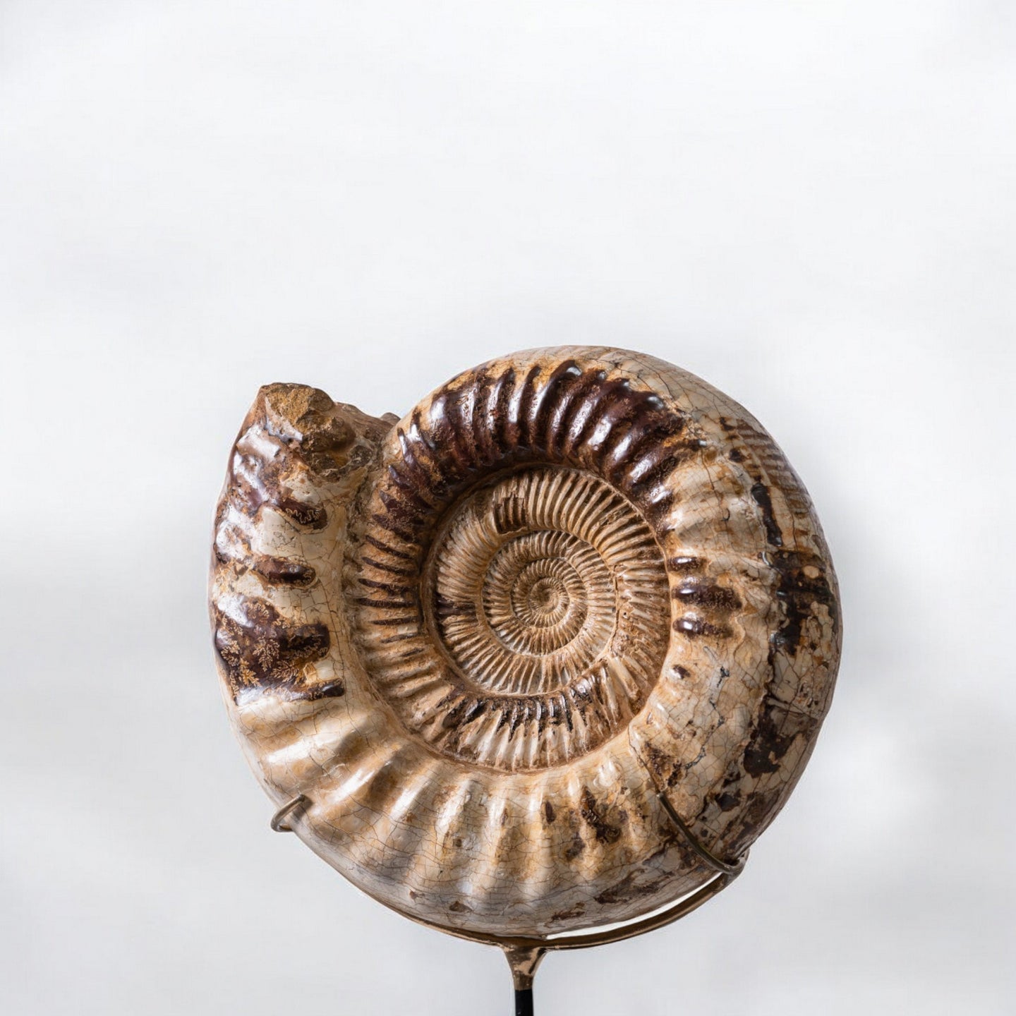 Ammonite | Madagascar
