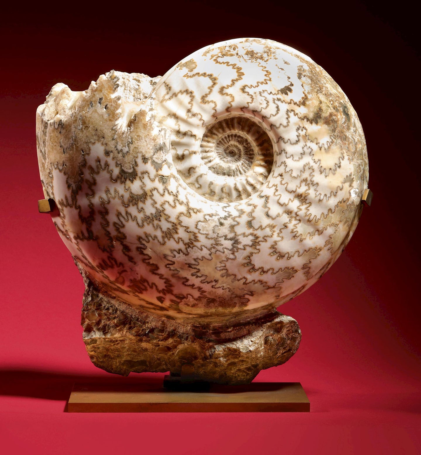 Ammonite | Eparietites sp. | England