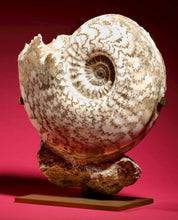 Load image into Gallery viewer, Ammonite | Eparietites sp. | England
