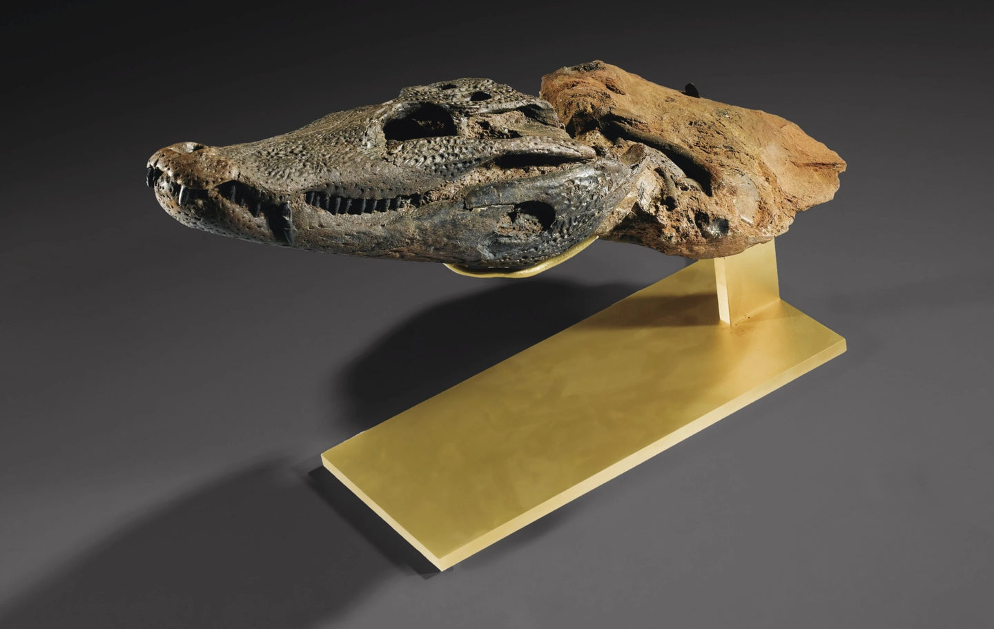 Diplocynodon  | Fossil Crocodile Skull | Geiseltal / Merseburg, Germany