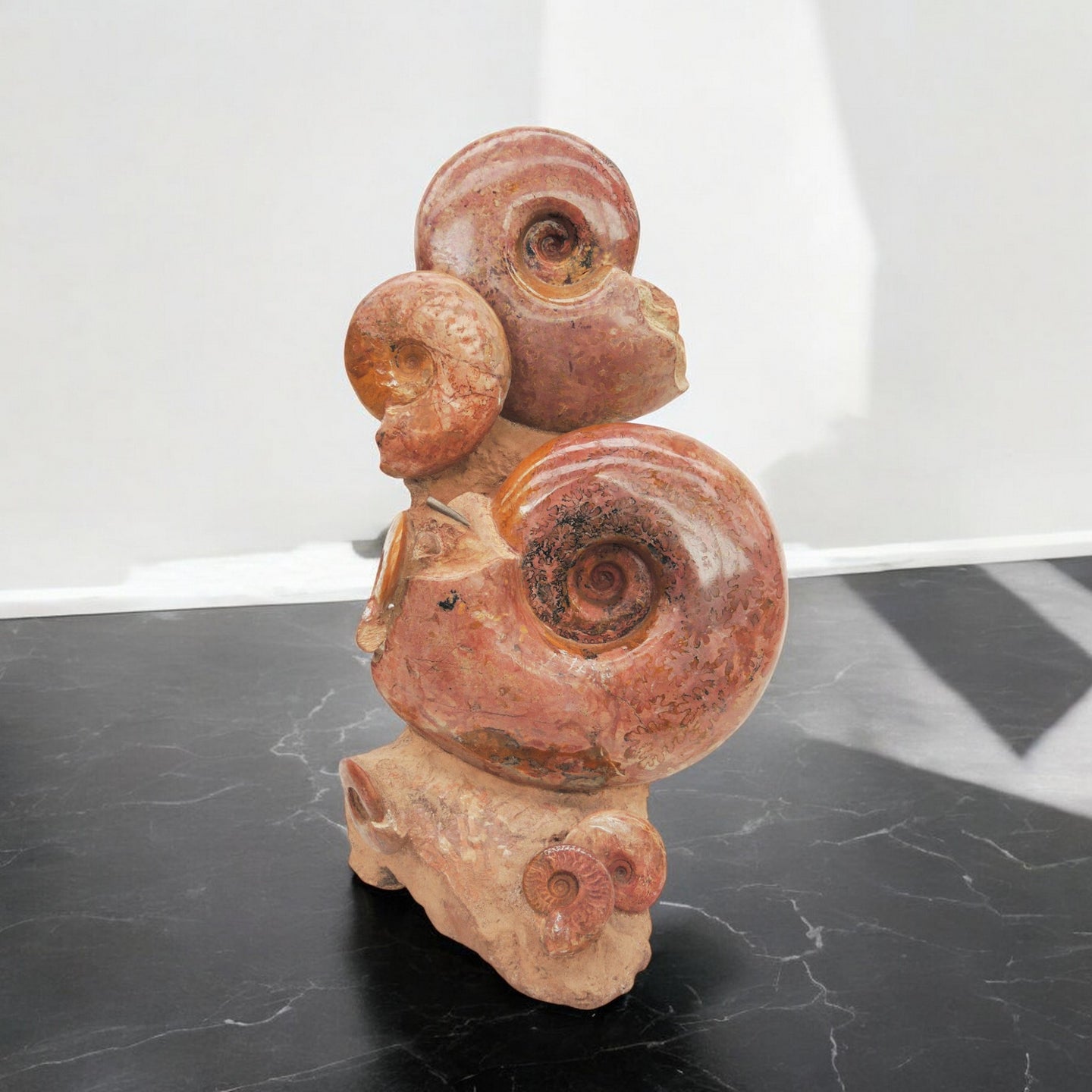 'A' Grade | Ammonite Group | Lytoceras sp. | France