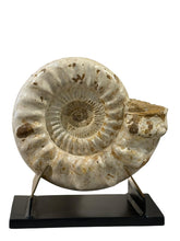 Load image into Gallery viewer, Large Ammonite | Madagascar
