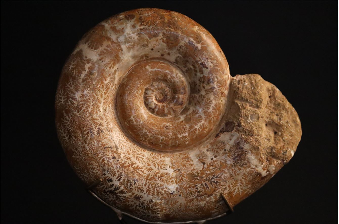 Large Madagascar Mounted Ammonite