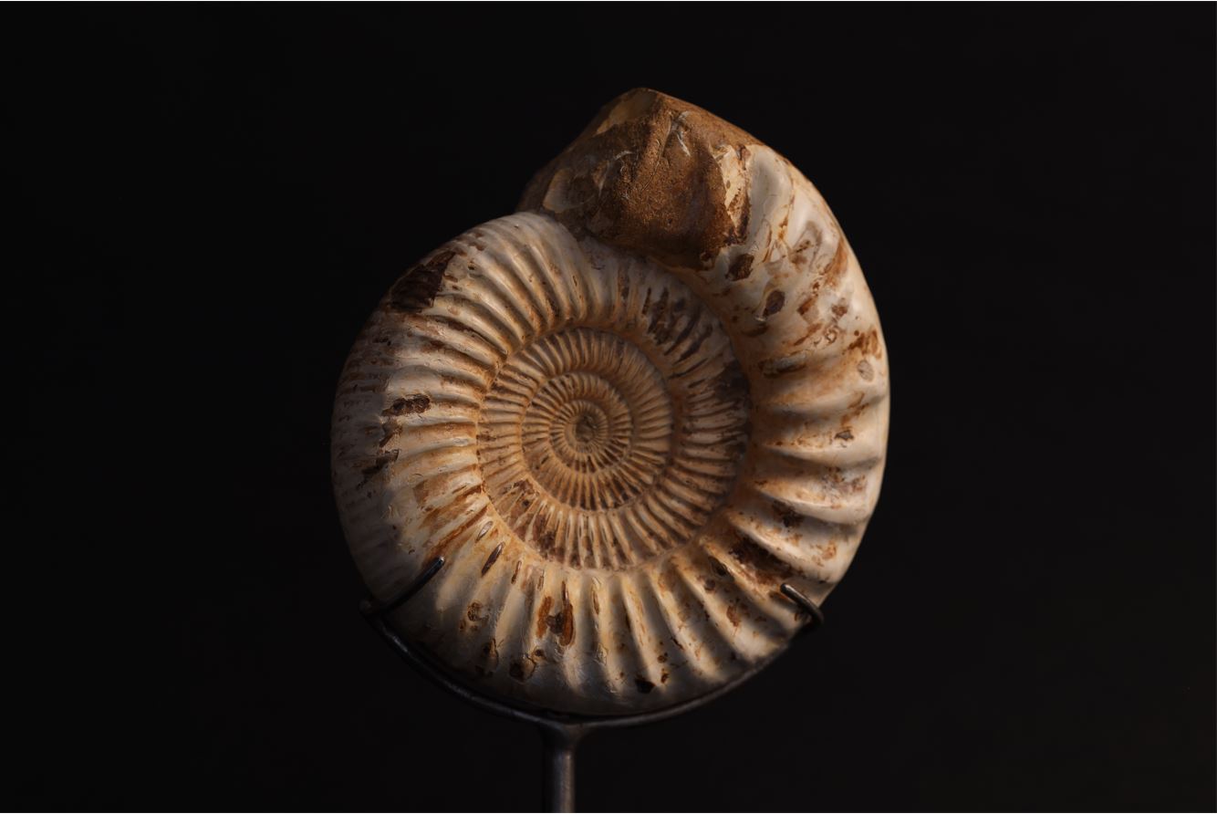 Madagascar Ammonite