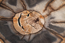 Load image into Gallery viewer, SOLD | &#39;A&#39; Grade Petrified Wood Slice from Stinking Water, Oregon, USA.
