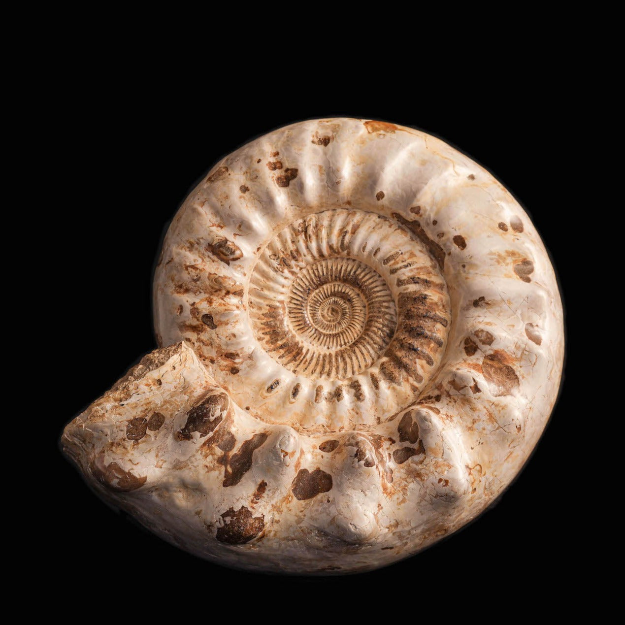 Large Ammonite | Madagascar