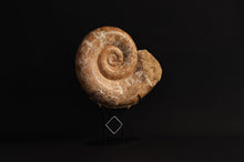 Load image into Gallery viewer, Large Madagascar Mounted Ammonite
