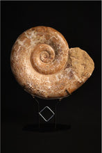 Load image into Gallery viewer, Large Madagascar Mounted Ammonite
