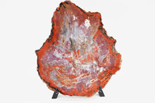 Load image into Gallery viewer, &#39;A&#39; Grade | Petrified Wood Slab | Arizona, USA
