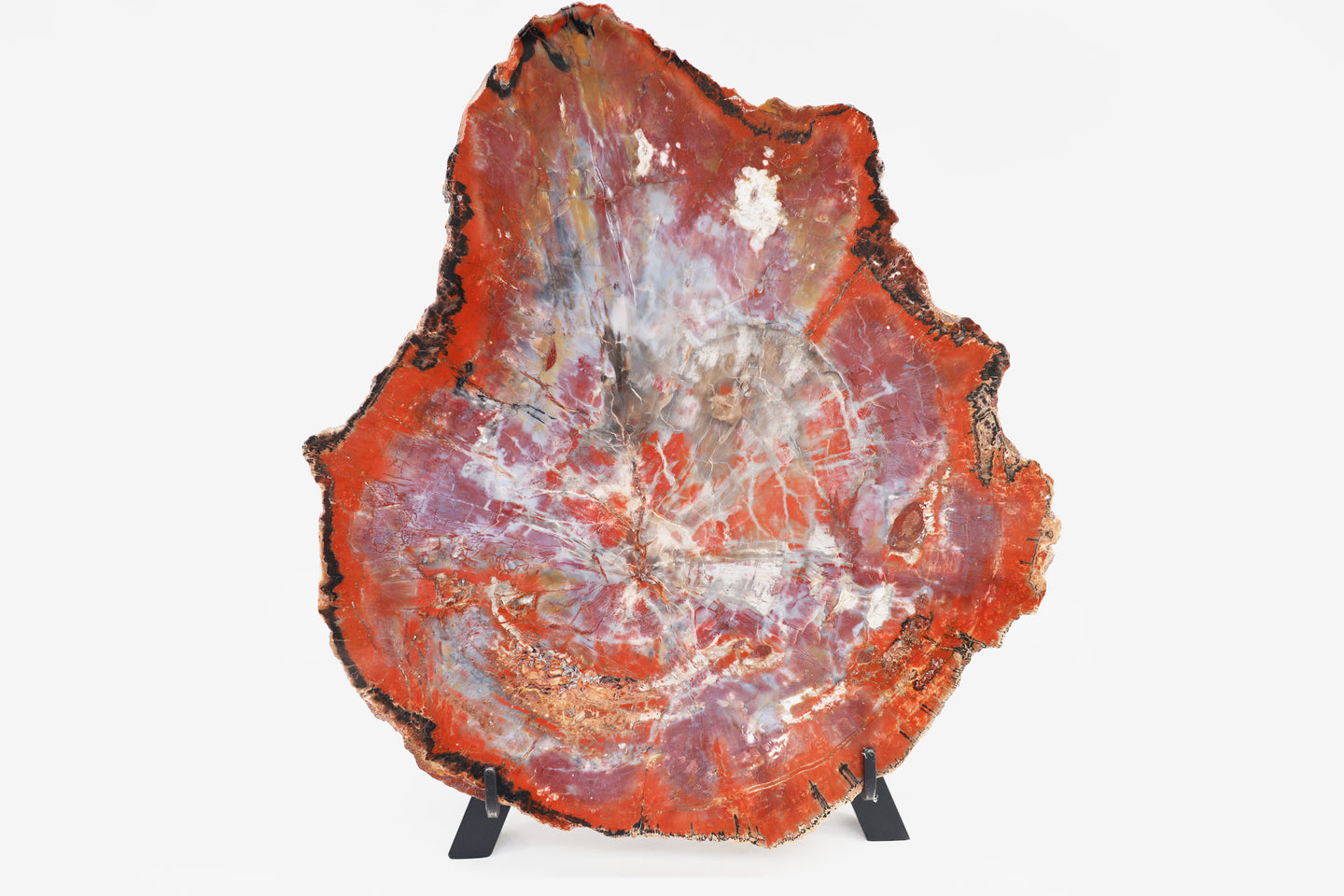 'A' Grade | Petrified Wood Slab | Arizona, USA