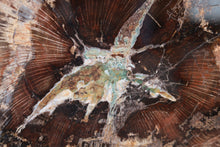 Load image into Gallery viewer, Petrified Wood Slice | Stinking water, Oregon, USA
